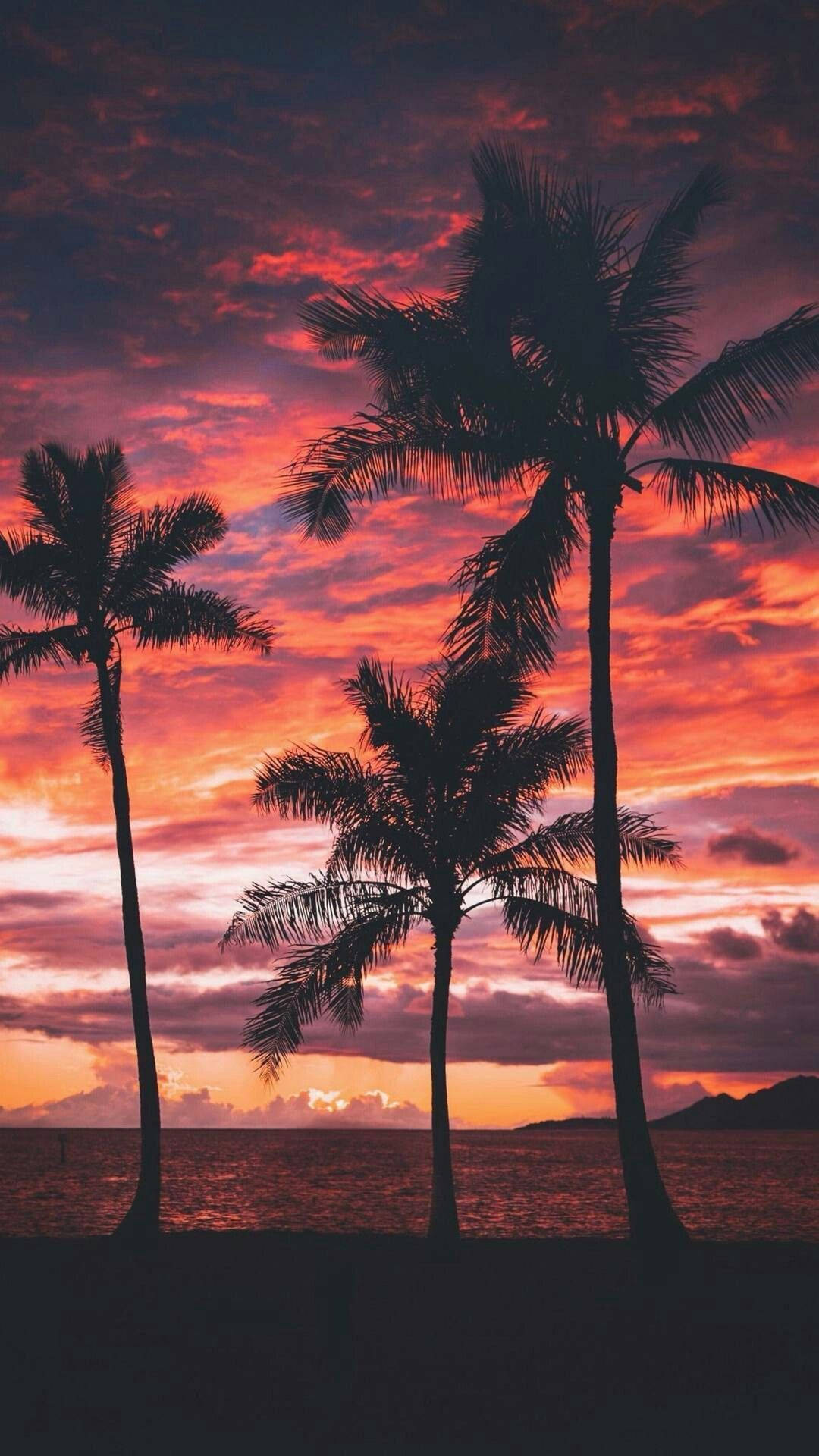 棕櫚樹 桌布 壁紙 — 剪影的棕櫚樹在平靜的海面上，襯著火紅的日落天空高高聳立。