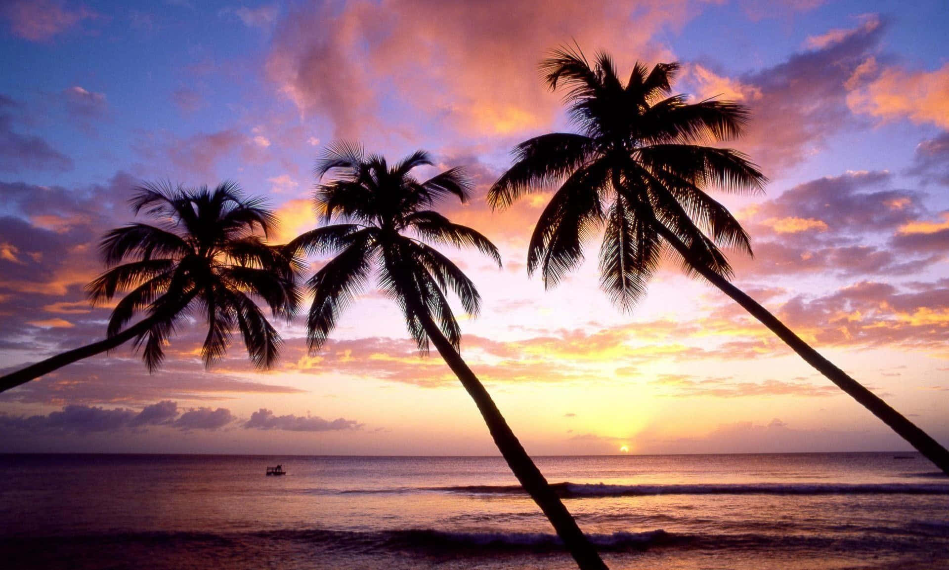 Beach Palm Trees 桌布 壁紙 — 剪影的棕櫚樹在日落時分俯身於寧靜的海洋之上，上方是火熱的橙色和紫色雲彩。