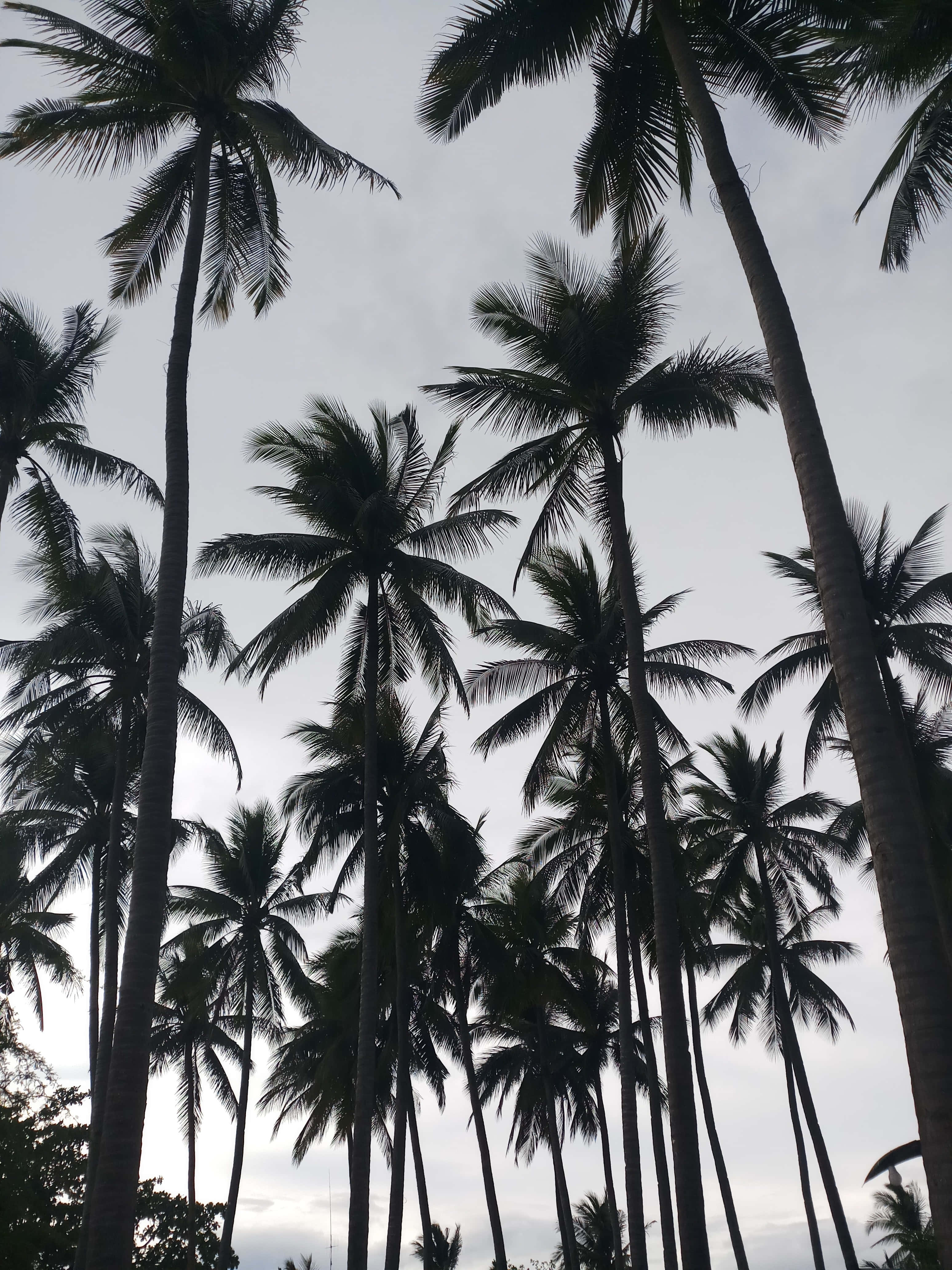 Cute Palm Tree 桌布 壁紙 — 剪影的棕櫚樹在柔和的多雲天空下向上伸展，形成寧靜的熱帶樹冠。
