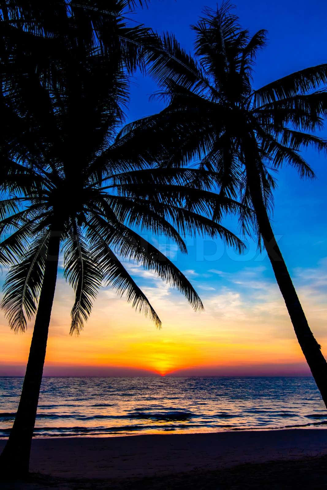 Night Beach 桌布 壁紙 — 剪影的棕櫚樹在深藍色天空下，框住平靜海面上充滿活力的日落。