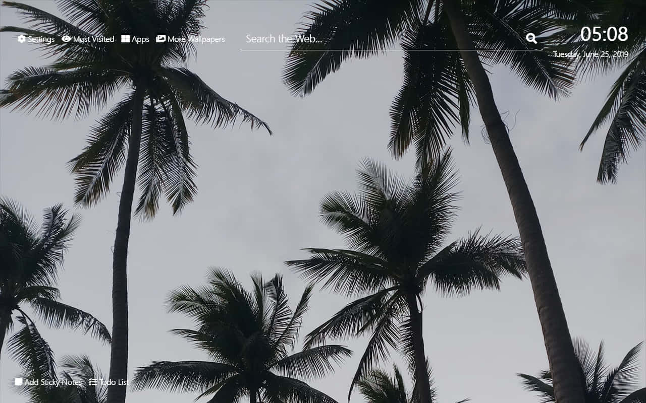 Palm Trees 桌布 壁紙 — 剪影的棕櫚樹在熱帶黎明場景中伸向淡灰色的天空。