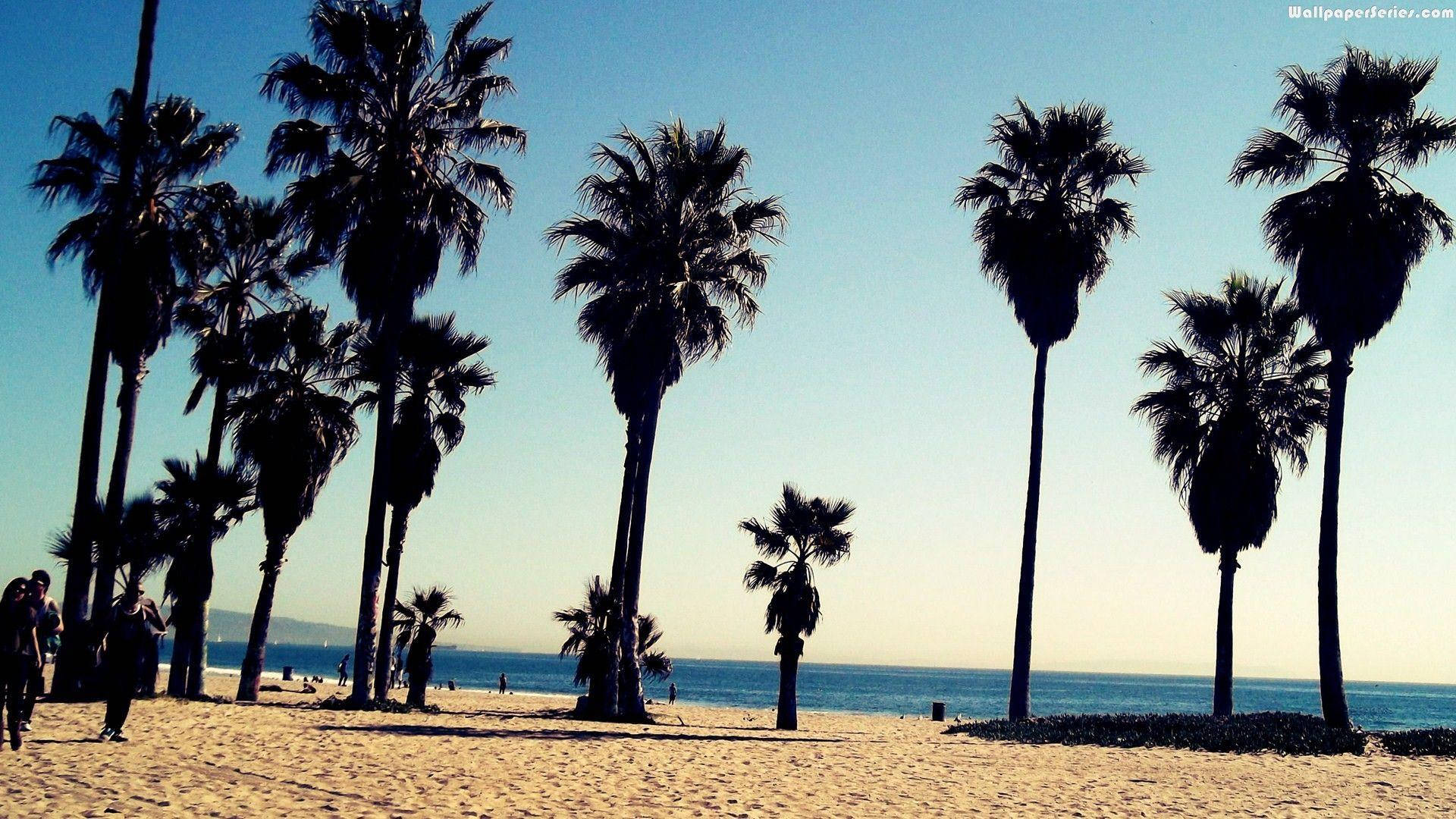 Venice Beach 桌布 壁紙 — 剪影的棕櫚樹排列在陽光明媚的海灘上，平靜的海洋在晴朗的藍天下延伸至遙遠的地平線。
