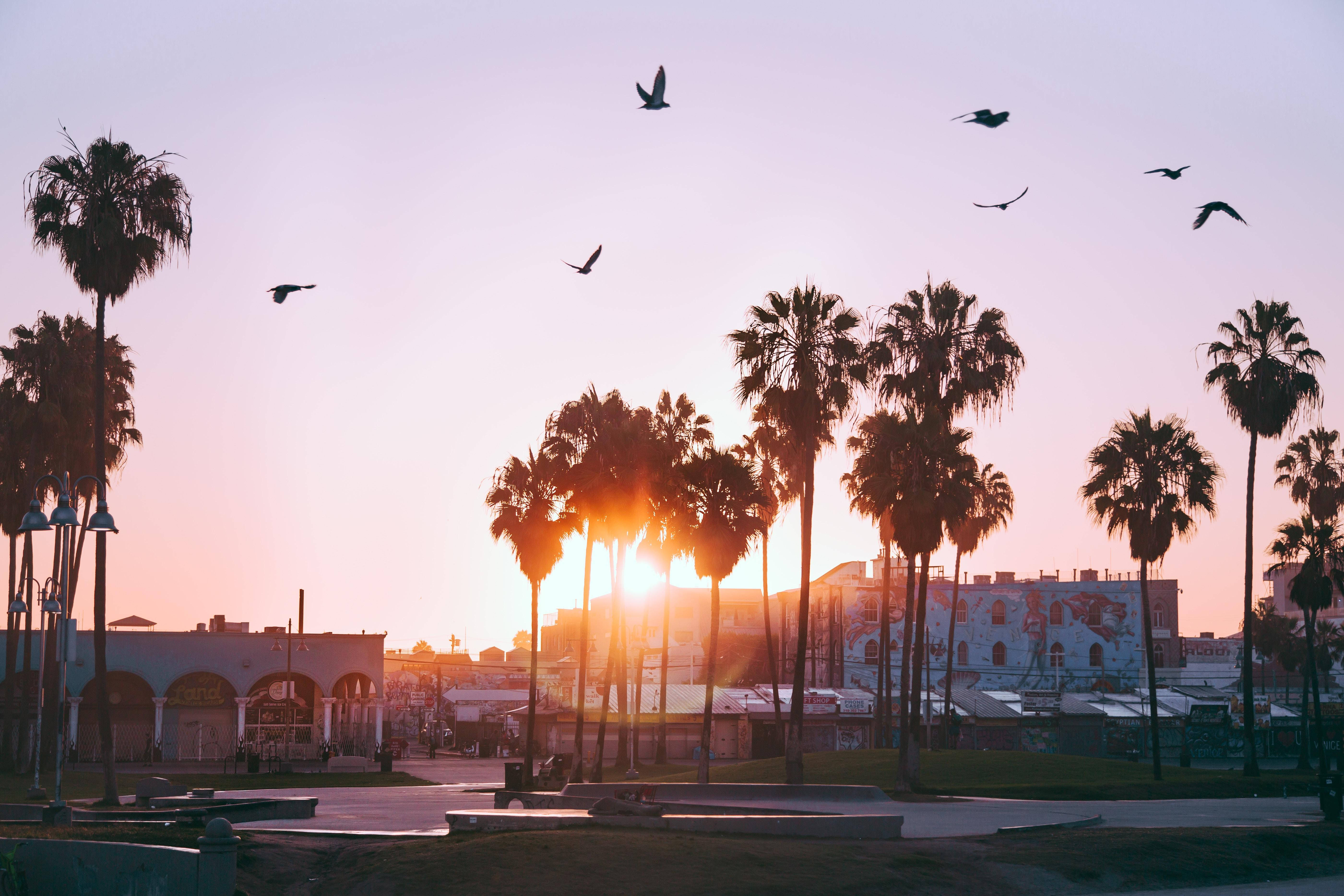 Venice Beach 桌布 壁紙 — 剪影的棕櫚樹框住了城市廣場上溫暖的日落，鳥兒飛過粉彩色的天空。