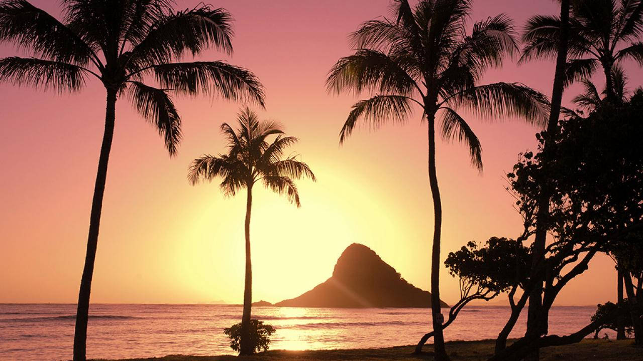 棕櫚樹在海洋和遠處島嶼上充滿活力的日落映襯下形成剪影。 — 夏威夷 壁紙