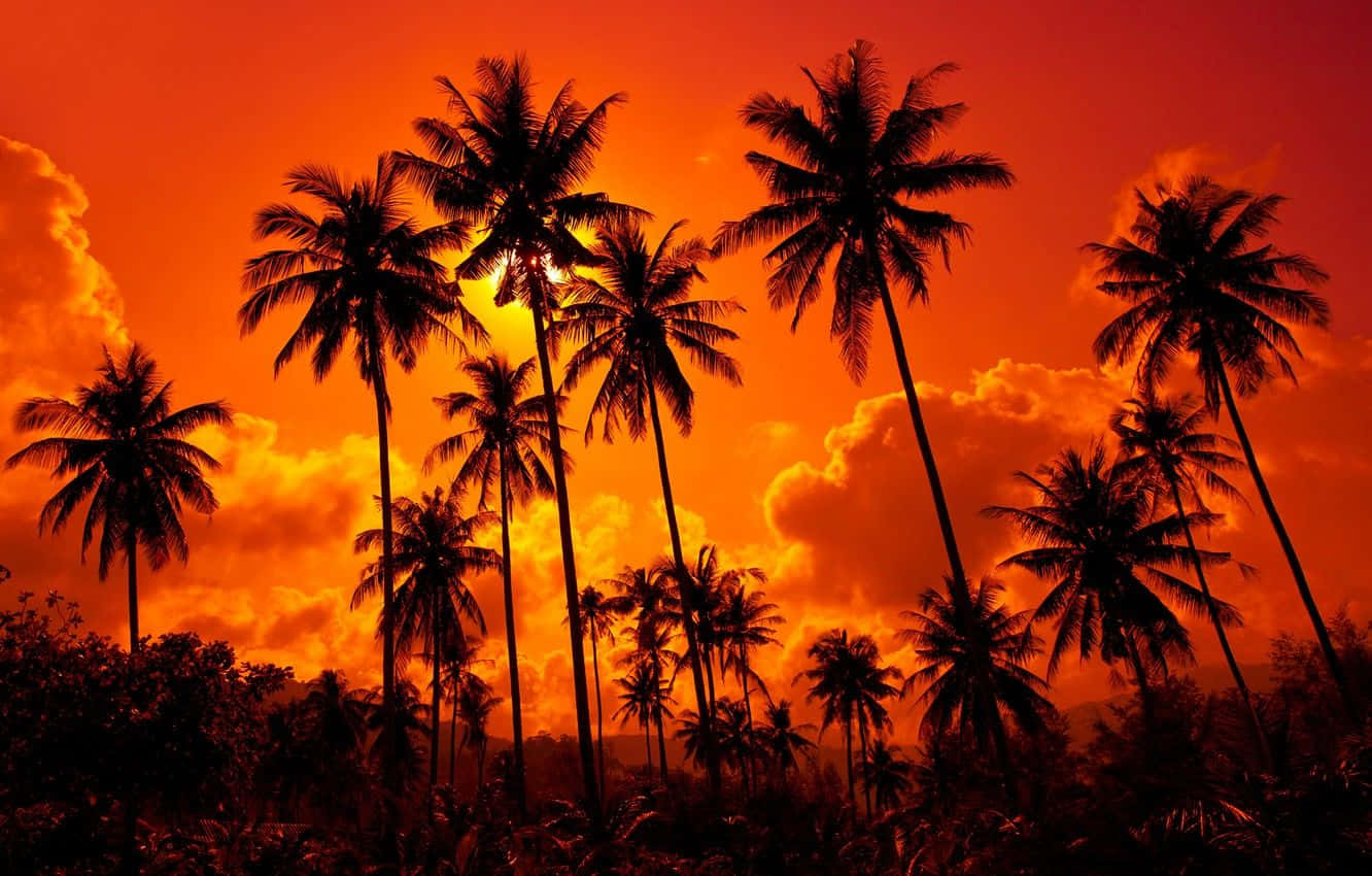 Coconut Tree 桌布 壁紙 — 剪影的棕櫚樹高聳在火橙色的日落天空和發光的雲彩前。
