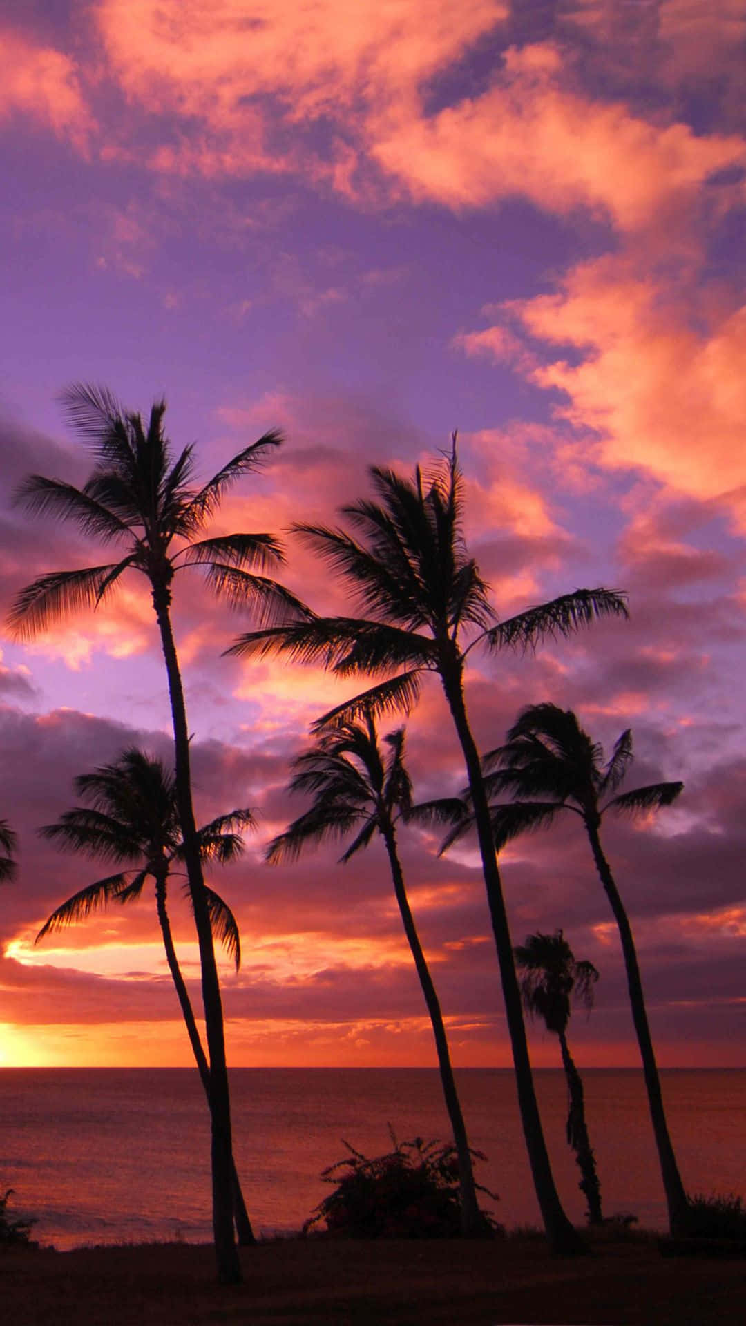 Hawaiian 桌布 壁紙 — 剪影的棕櫚樹高高聳立，映襯著海洋上空絢麗的日落天空，天空被塗成火熱的橙色和深紫色。