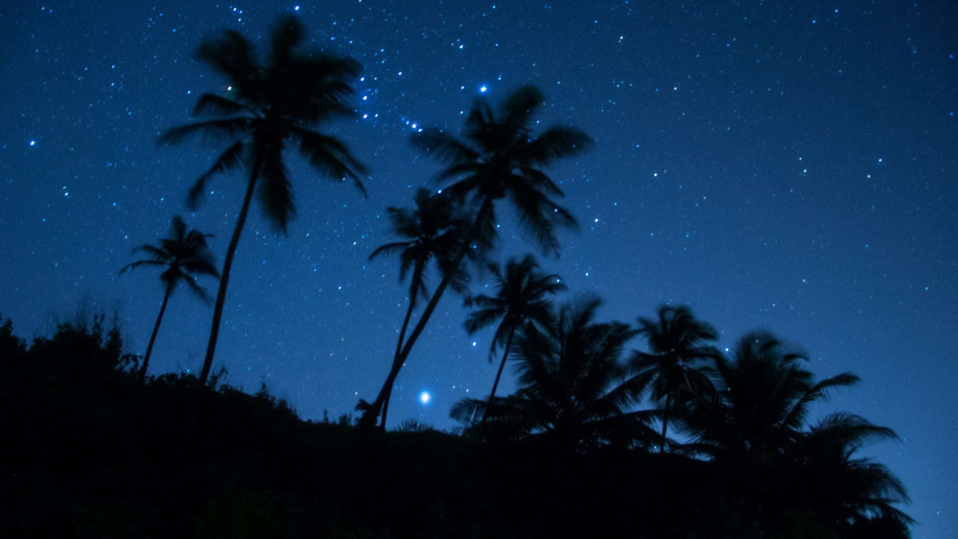 星空動畫 桌布 壁紙 — 剪影的棕櫚樹高高聳立在深藍色的夜空下，滿天繁星閃爍。
