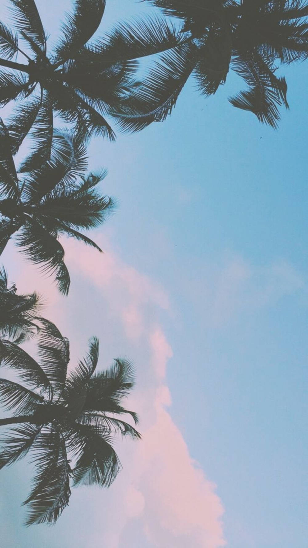 Palm Tree 桌布 壁紙 — 剪影的棕櫚葉框住一片柔和的粉紅雲彩與藍色漸變的粉彩天空。