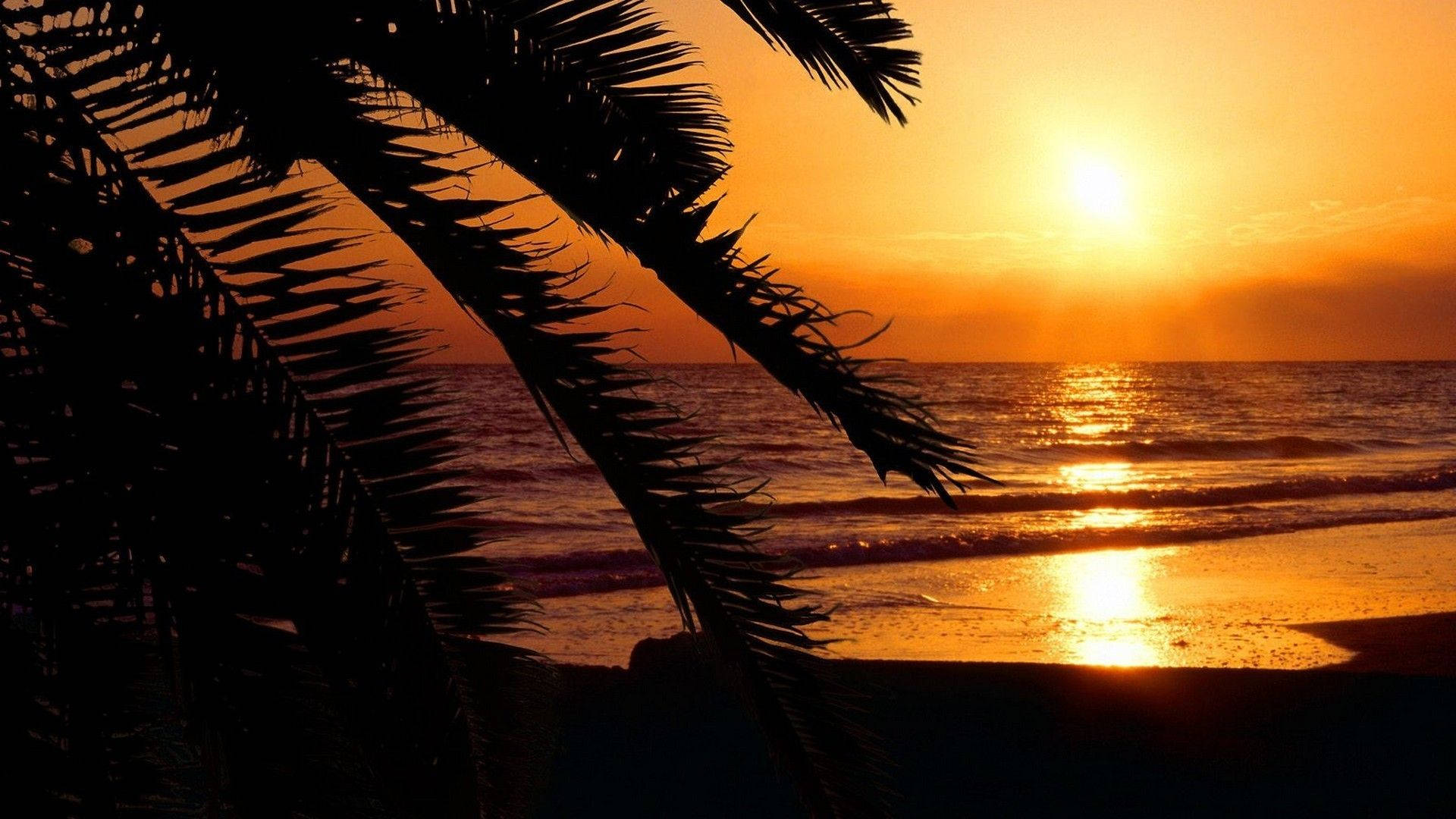 Aesthetic Sunset 桌布 壁紙 — 剪影的棕櫚葉框住了黃昏時分平靜海浪上的金色日落。