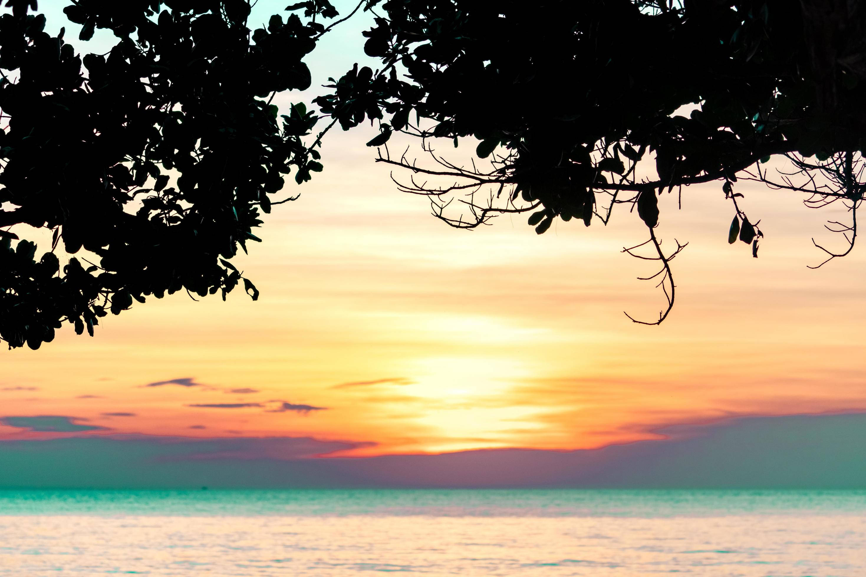 Ocean Sunset 桌布 壁紙 — 剪影的樹枝框住平靜碧綠海水上充滿活力的日落，遠方有山巒。