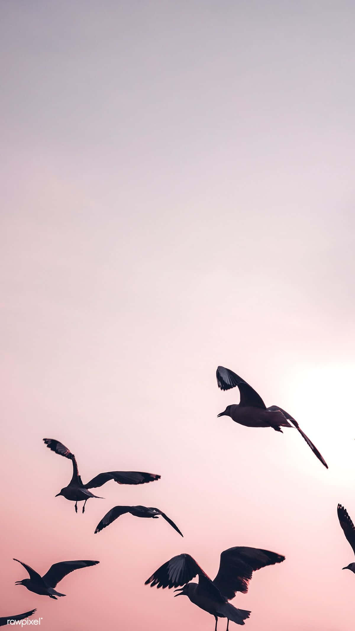 Seagull 桌布 壁紙 — 剪影的海鷗在柔和的粉紅色和薰衣草色的暮色天空中優雅地翱翔。