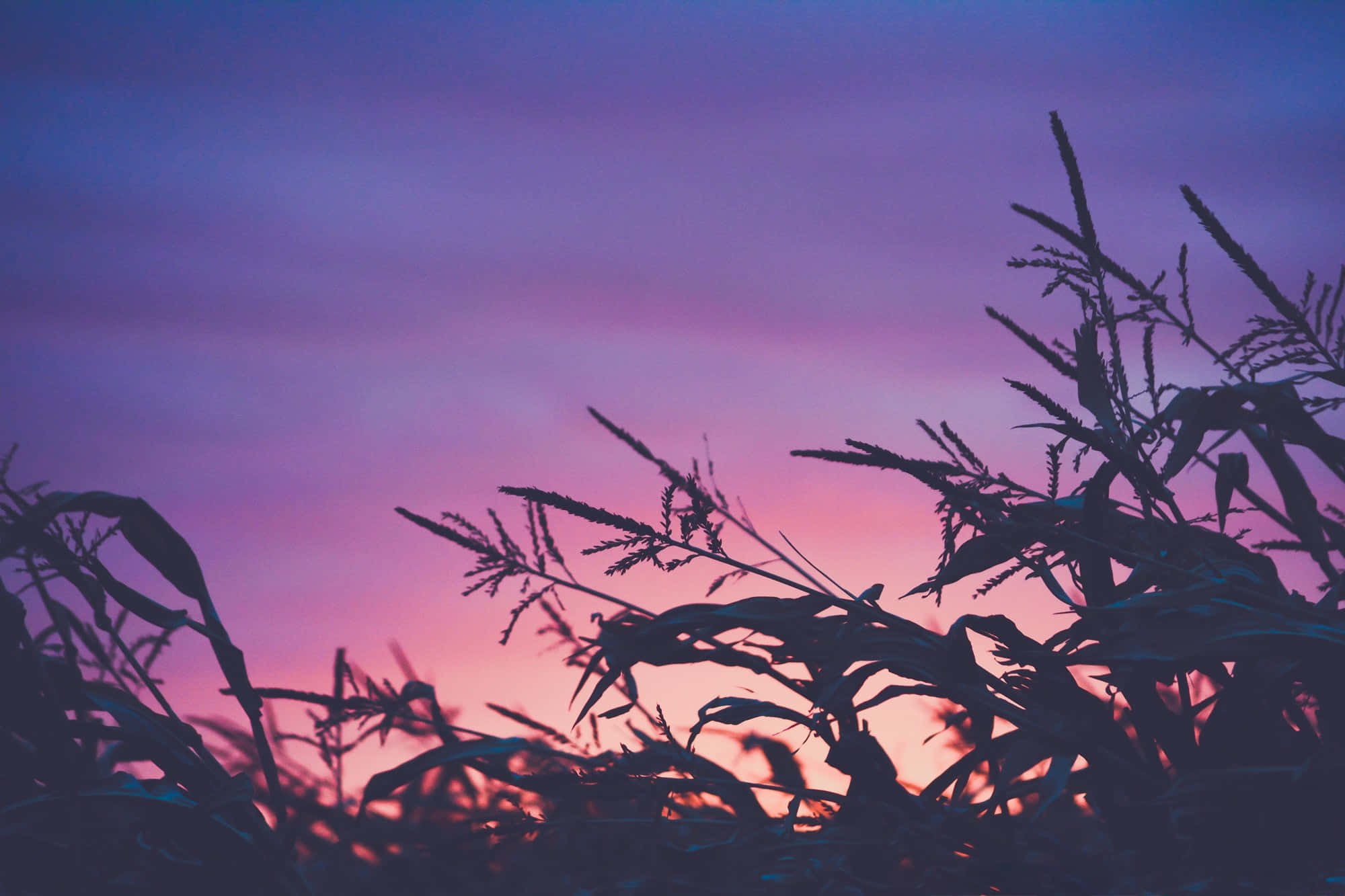 Blue And Purple Sunset 桌布 壁紙 — 剪影的玉米稈框出充滿活力的紫色和粉紅色日落天空。