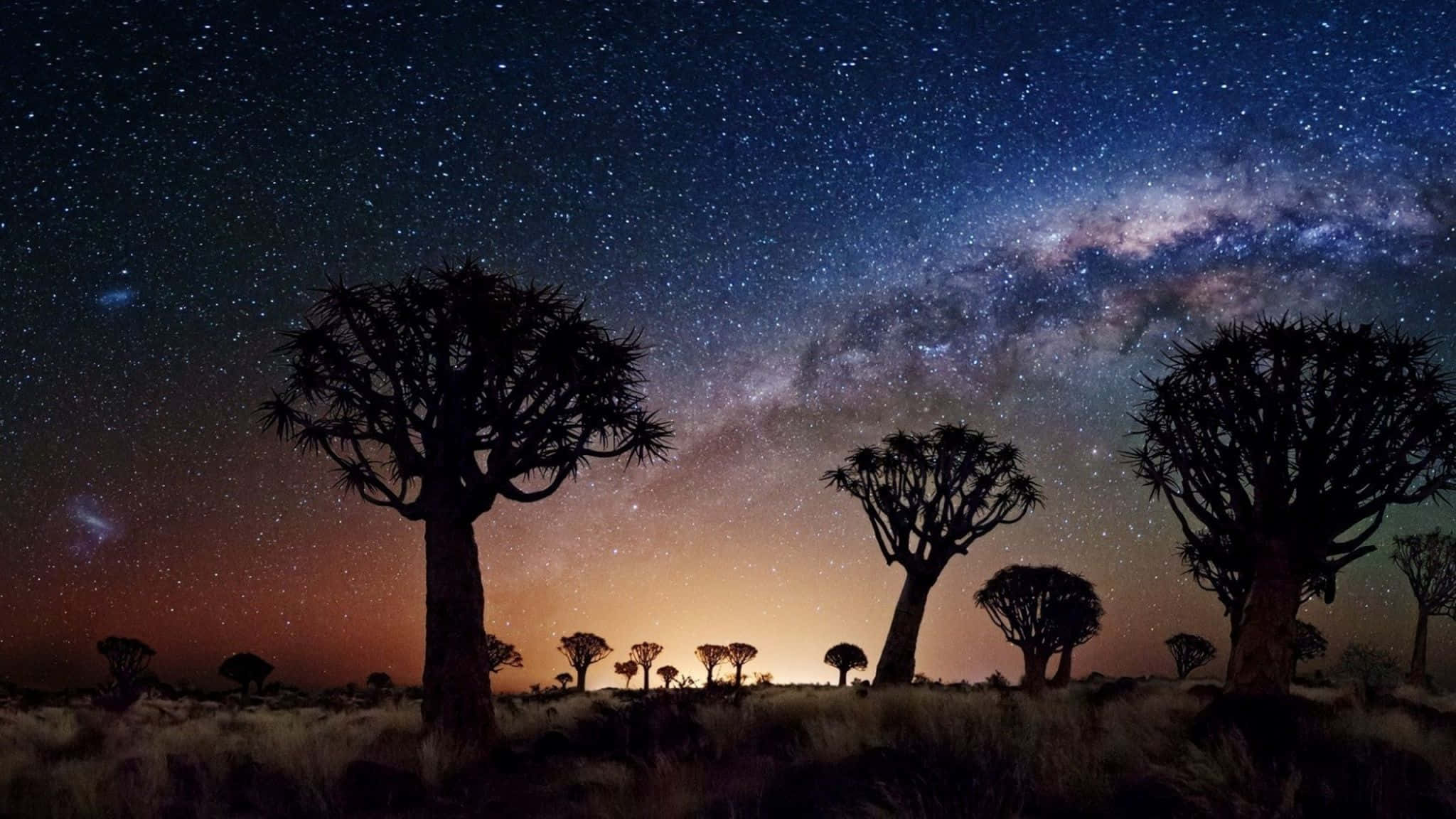 夜空 桌布 壁紙 — 剪影的箭袋樹在令人驚嘆的星空下高高聳立，銀河在天空中閃耀。