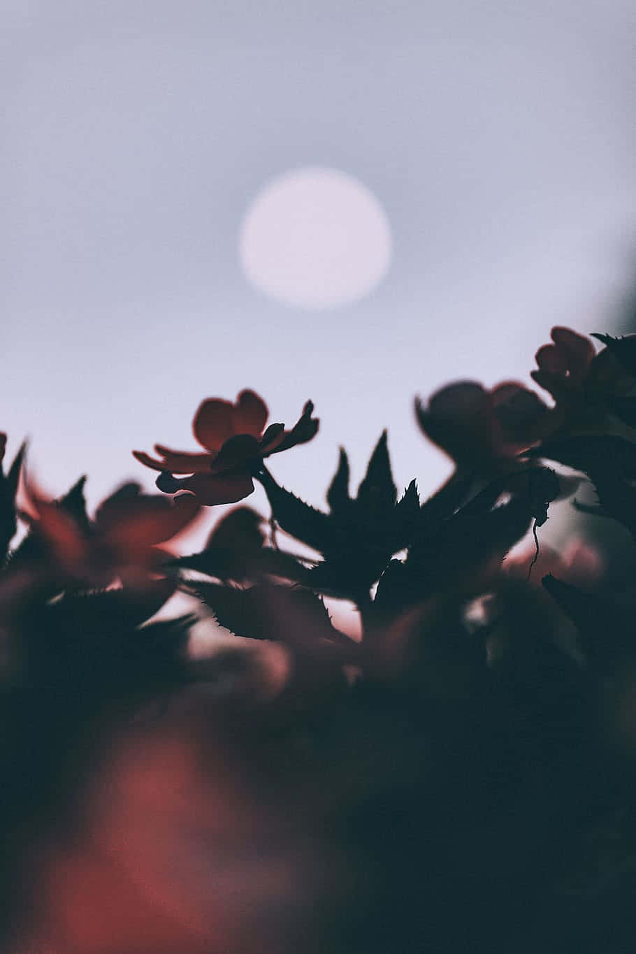 Leaves 桌布 壁紙 — 剪影的花朵和葉子框住一個柔和發光的球體，背景是柔和的天空，營造出夢幻的黃昏場景。
