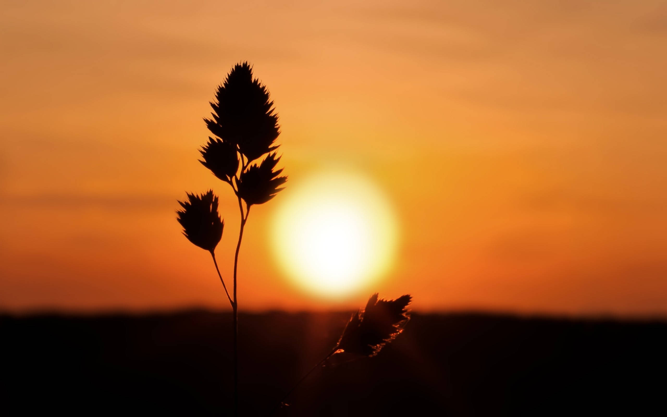 Tumblr Sunset Desktop 桌布 壁紙 — 剪影的草叢在發光的橙色日落和中央燦爛的太陽襯托下高高聳立。