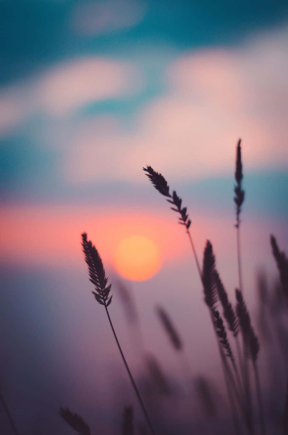 Colorful Sunset 桌布 壁紙 — 剪影的草在柔和漸變的天空中輕輕搖曳，天空閃耀著橙色、粉紅色和藍色的日落色調。