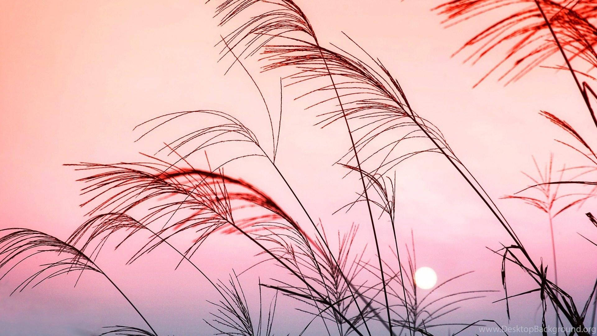 Pastel Aesthetic Desktop 桌布 壁紙 — 剪影的草在柔和的粉紅色日落天空中搖曳，地平線低處有一顆發光的太陽。