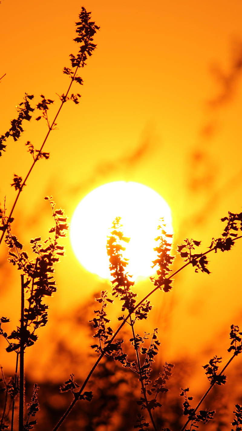 高畫質手機 桌布 壁紙 — 剪影的野草框住夕陽下熾熱橙色天空中的發光太陽。