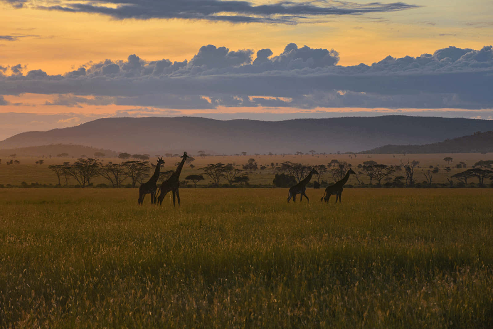 Tanzania 桌布 壁紙 — 剪影的長頸鹿在金色草原上吃草，背景是戲劇性的日落天空，有層層雲彩和遠山。