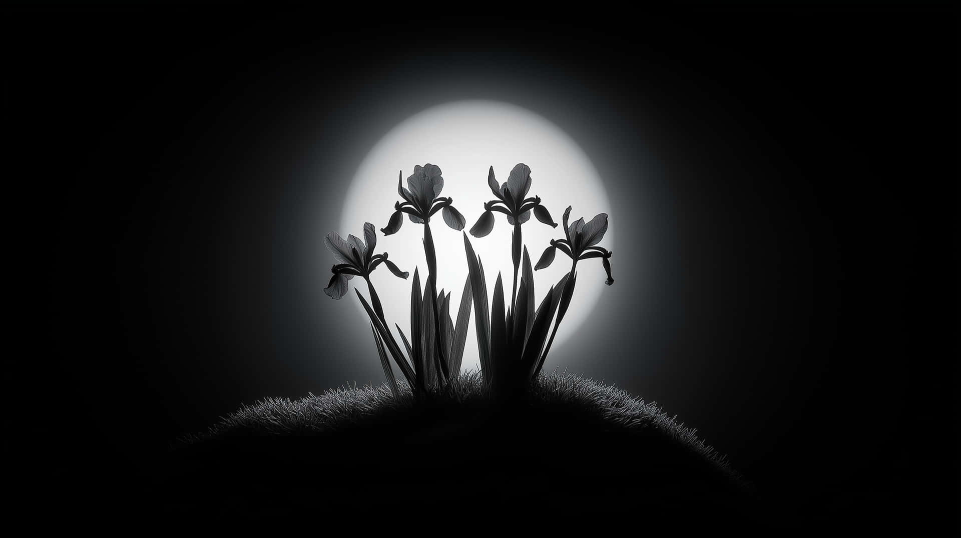 Dramatic Irises Silhouette Against a Full Moon 壁紙 — 剪影的鳶尾花在草丘上盛開，以明亮的圓形光源為背景，呈現強烈的單色調。