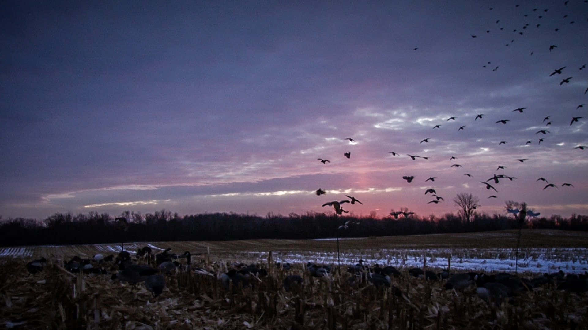 Duck Hunting Desktop 桌布 壁紙 — 剪影的鵝在紫色和粉紅色條紋的暮色天空中翱翔，飛越雪地。
