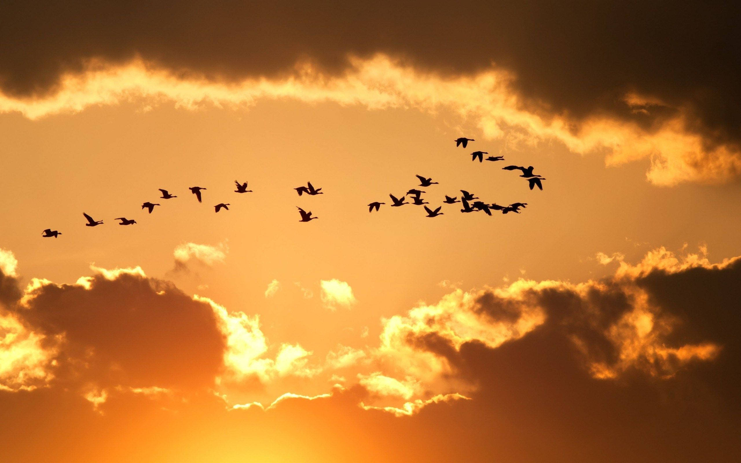 birds 桌布 壁紙 — 剪影的鵝群以編隊飛過壯麗的日落天空，天空閃耀著火橙色和深琥珀色的雲彩。
