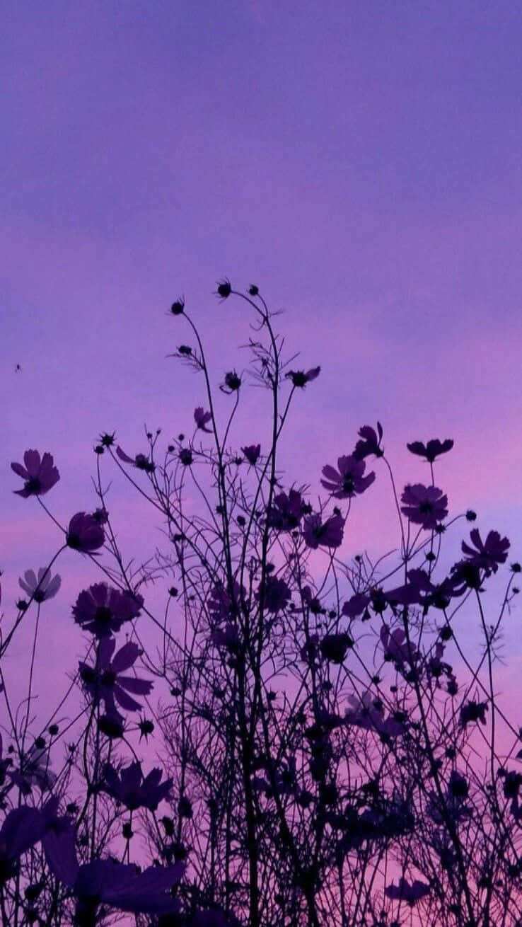 Aesthetic Purple 桌布 壁紙 — 剪影般的宇宙花在夢幻的紫色和粉紅色暮色天空中搖曳。