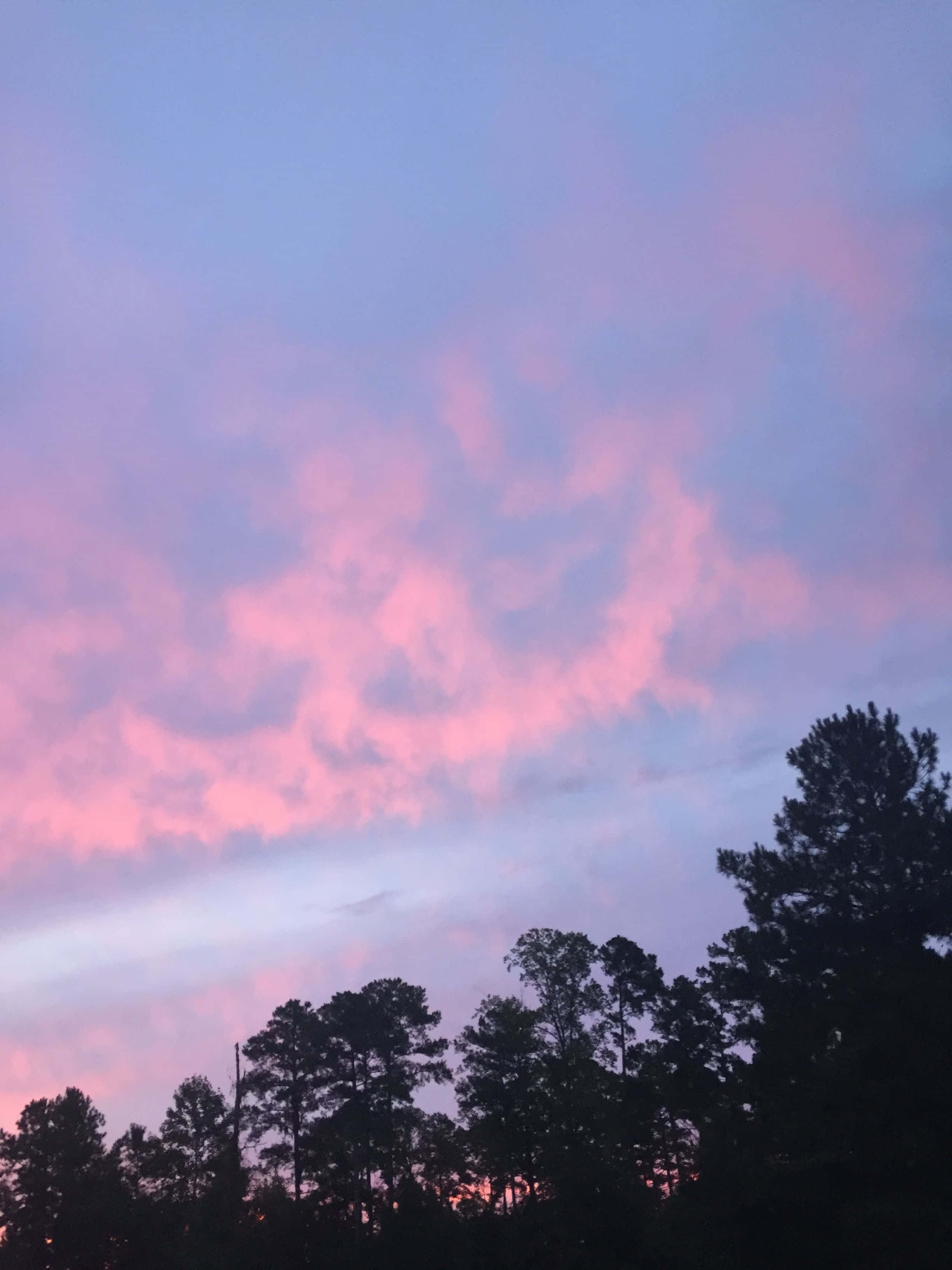 Aesthetic Sky 桌布 壁紙 — 剪影般的松樹框住了黃昏時被柔和粉紅與薰衣草色雲彩渲染的天空。