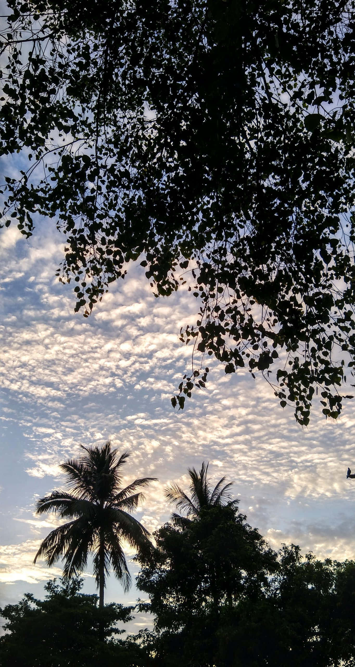 Aesthetic Sky 桌布 壁紙 — 剪影般的棕櫚樹和茂密的樹枝框住了黎明時分佈滿散雲的柔和粉彩天空。