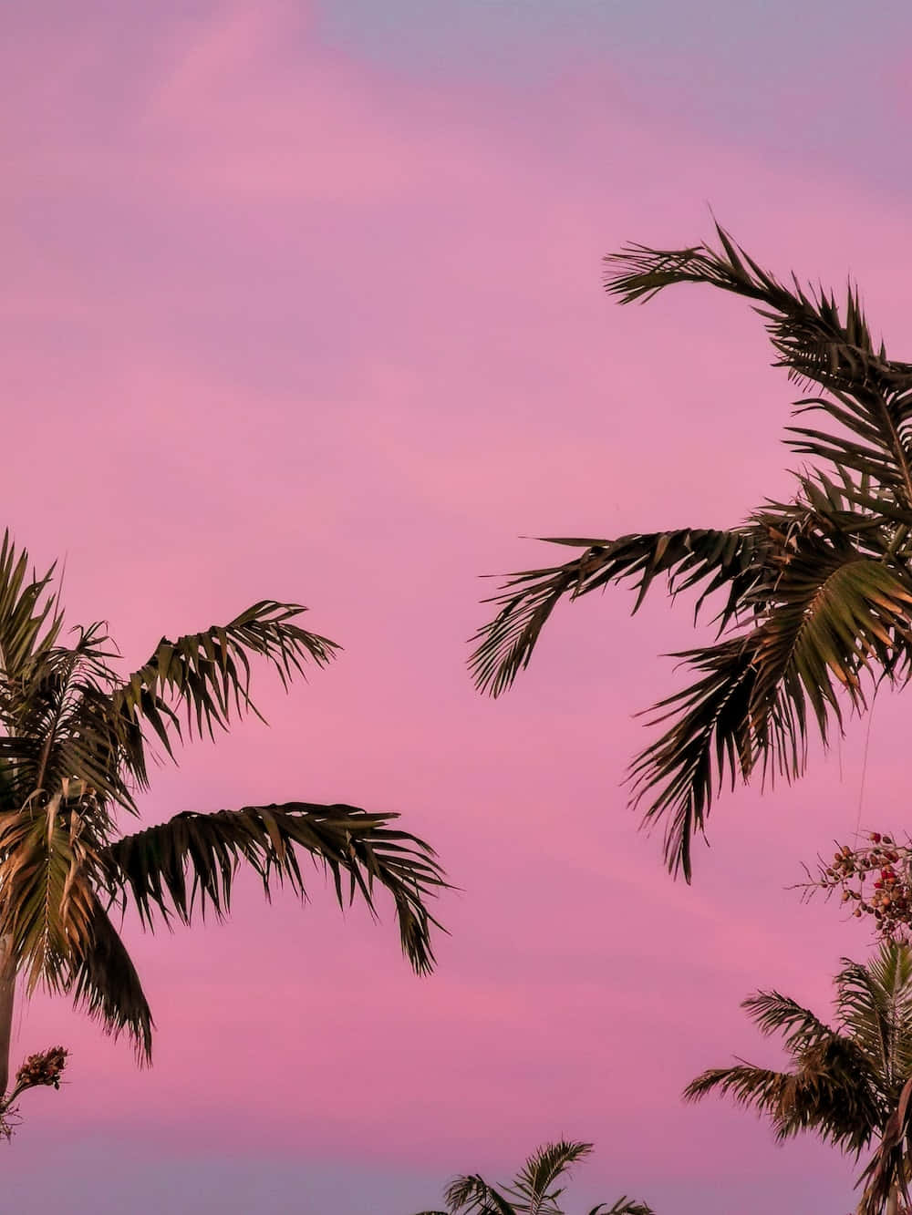 Pink Sky 桌布 壁紙 — 剪影般的棕櫚葉框住了夢幻的粉紫色暮色天空。