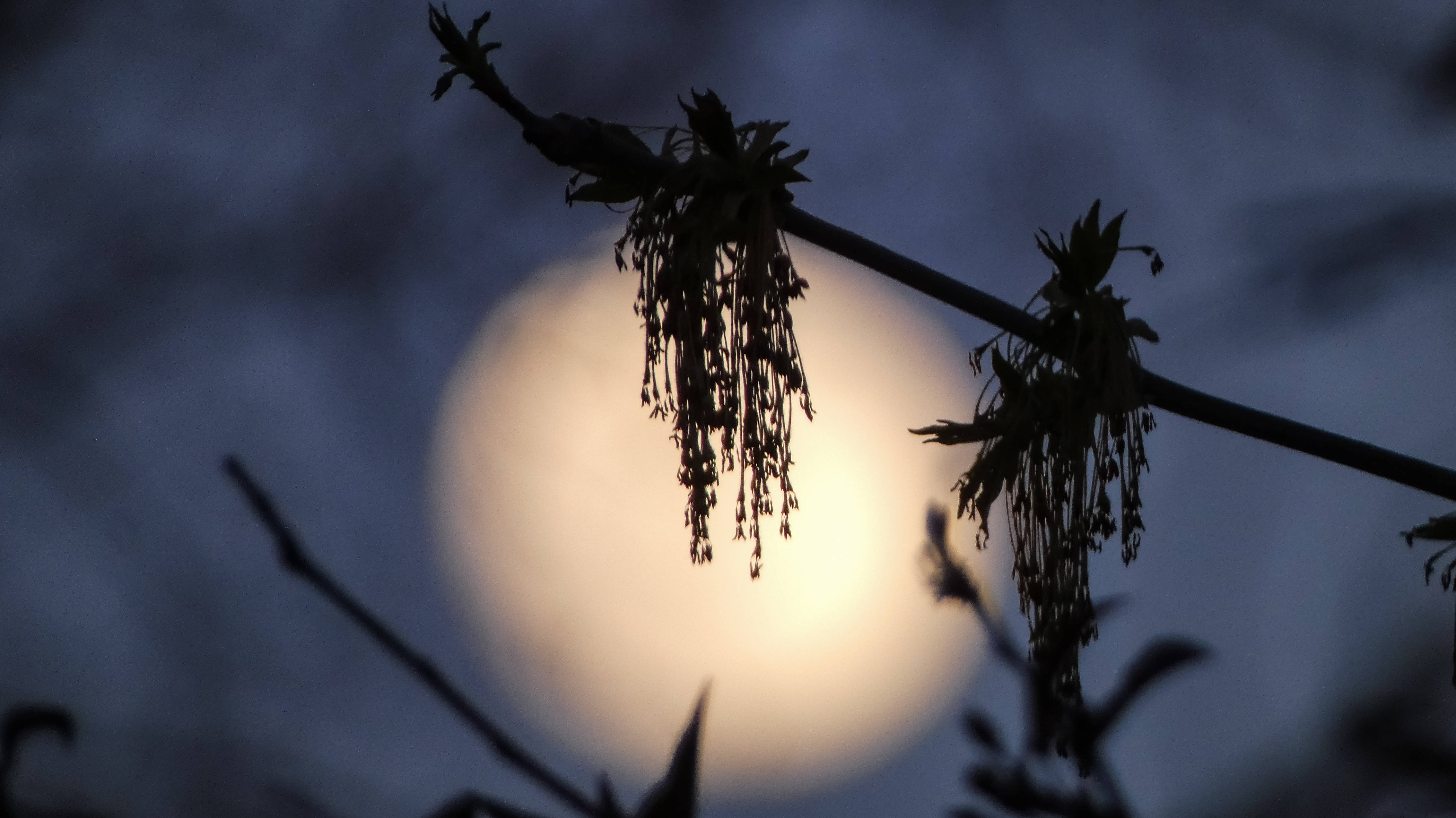 HD Moon 桌布 壁紙 — 剪影般的樹枝上懸掛著種子莢，襯托著暮色藍天下發光的滿月。