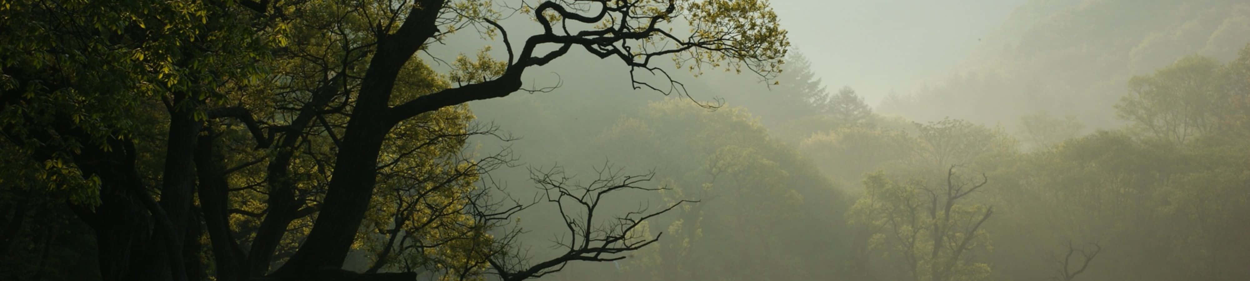 4K 自然 桌布 壁紙 — 剪影般的樹枝伸入茂密森林樹冠上朦朧的晨霧中。