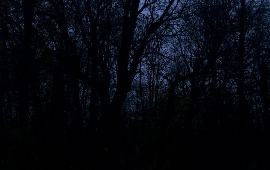 Dark Forest iPhone 桌布 壁紙 — 剪影般的樹枝在深邃的暮色天空中伸展，位於茂密陰暗的森林中。