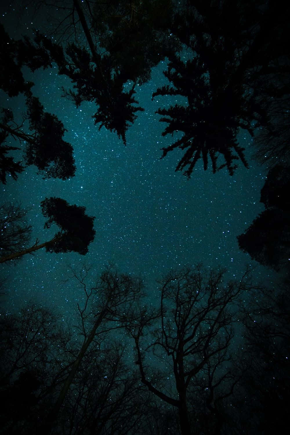Stars 桌布 壁紙 — 剪影般的樹枝框住了一個令人嘆為觀止的星空青綠色夜空景色。