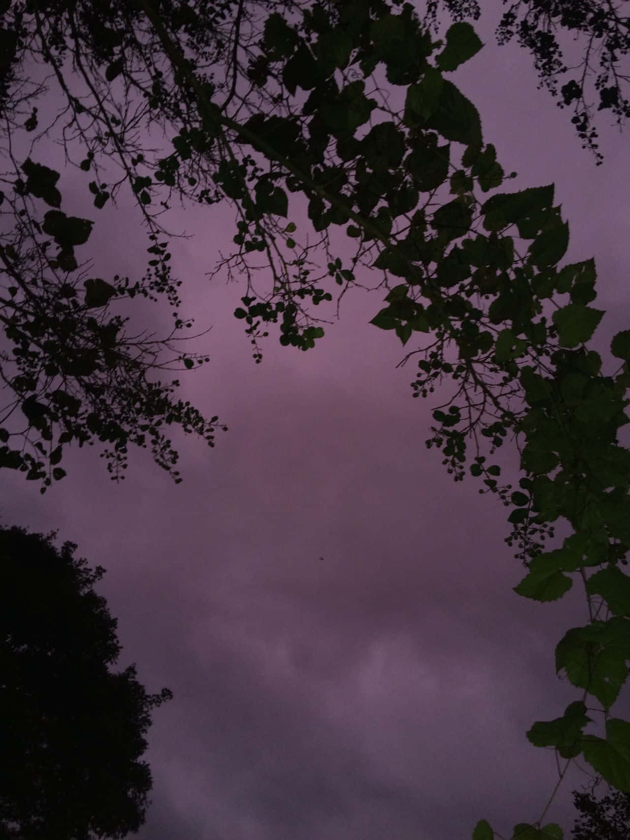 Tree Silhouette 桌布 壁紙 — 剪影般的樹枝框住了一片佈滿雲層、氣氛憂鬱的紫色黃昏天空。