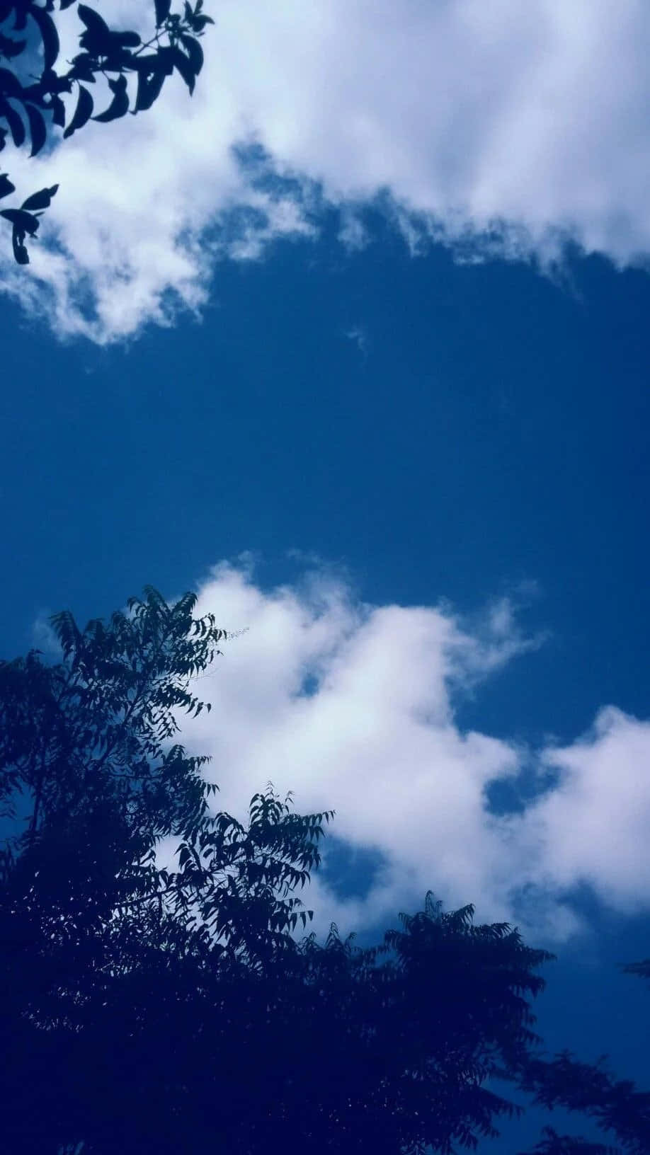 Blue Sky 桌布 壁紙 — 剪影般的樹枝框住了一片充滿蓬鬆白雲的鮮豔藍天。