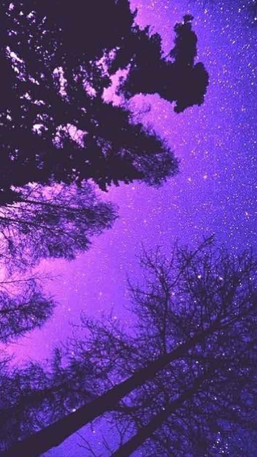 美學 桌布 壁紙 — 剪影般的樹枝框住了一片充滿閃爍星星的紫色夜空。