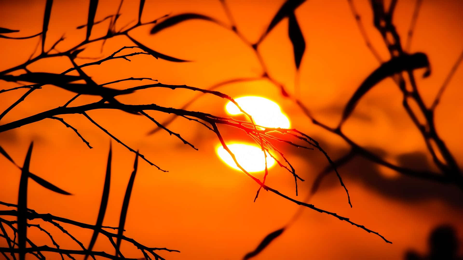 Orange Sunset 桌布 壁紙 — 剪影般的樹枝框住了一輪在它們後面落下的熾熱橙色太陽。