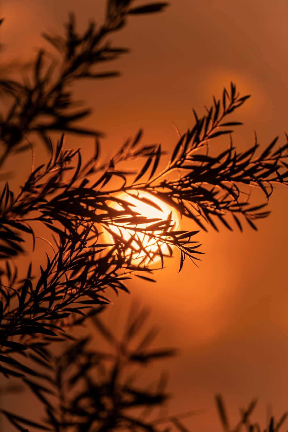 橘色 桌布 壁紙 — 剪影般的樹枝框住夕陽，映襯著溫暖的橙色天空。