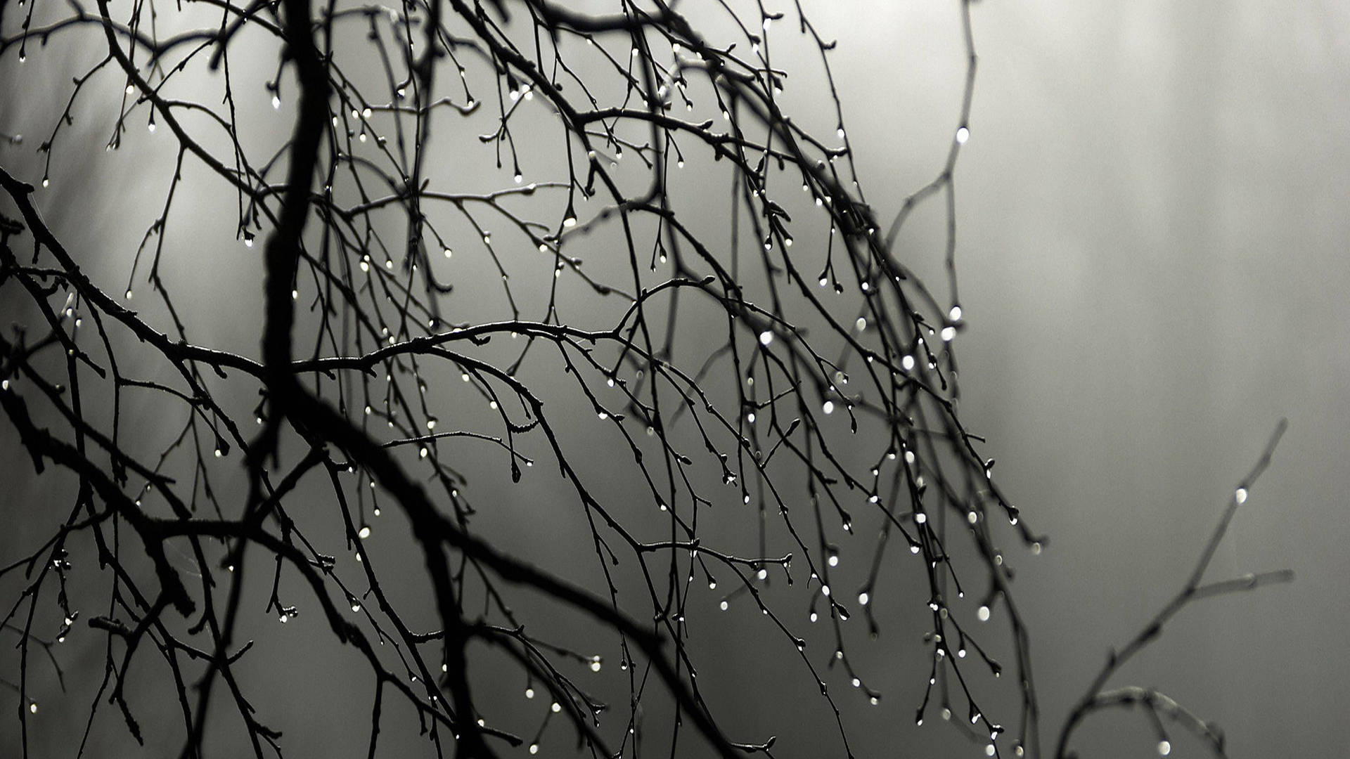 Raining 桌布 壁紙 — 剪影般的裸露樹枝在柔和的灰色迷濛背景下閃爍著露珠。