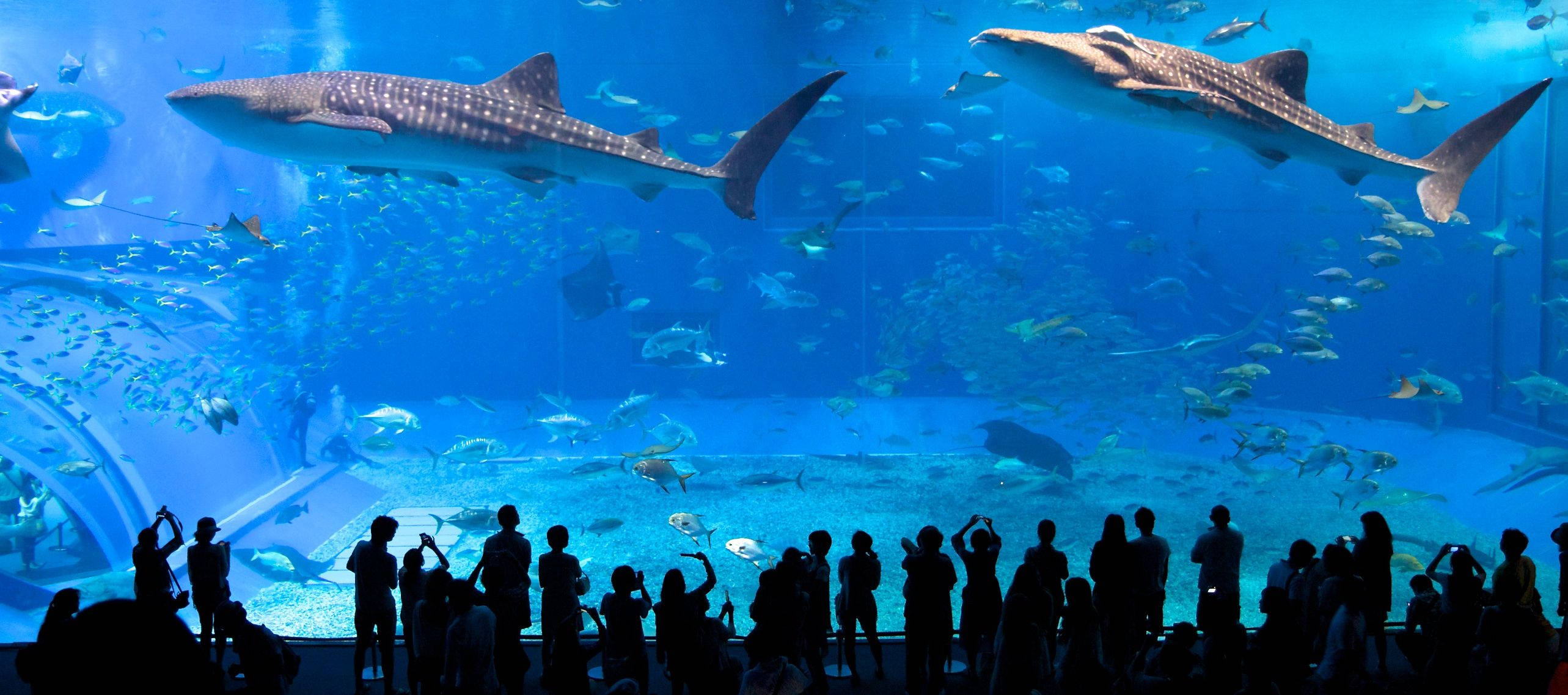 Aquarium 桌布 壁紙 — 剪影般的遊客敬畏地凝視著巨大的鯨鯊和魚群在廣闊的藍色水族箱中游動。