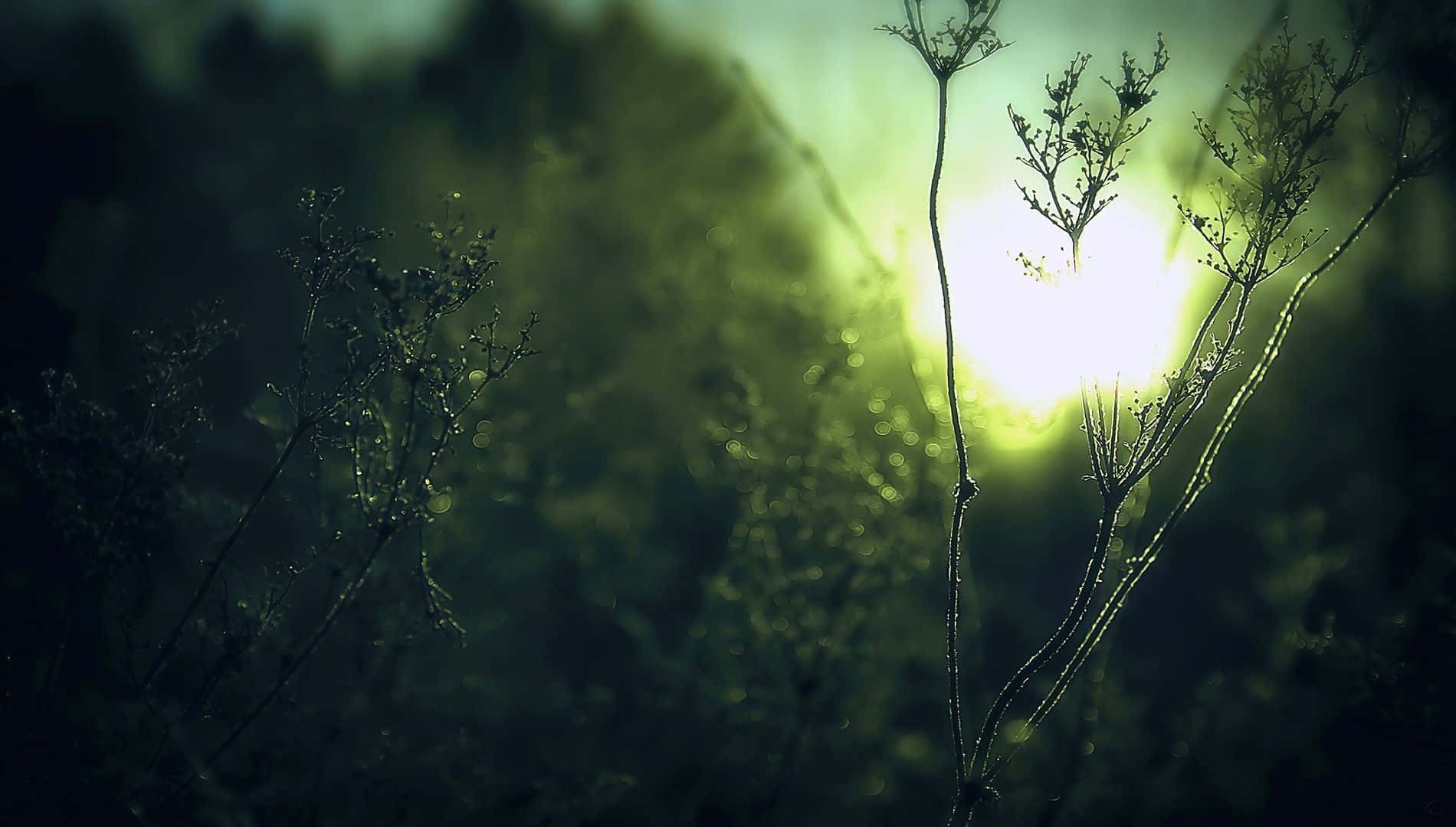 Nature Blur 桌布 壁紙 — 剪影般的野生草在逆光中閃耀，陽光穿透霧氣瀰漫的綠色樹葉。