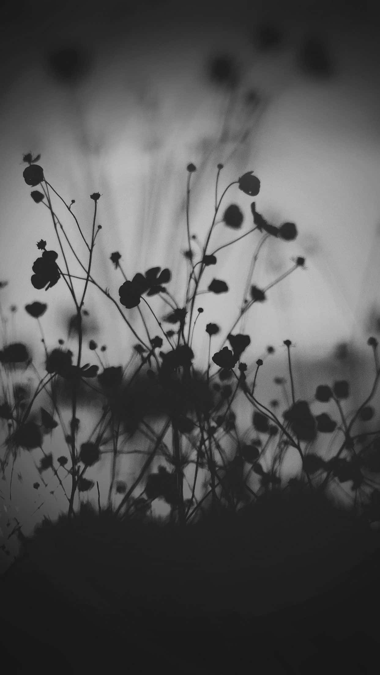 Dark Flower Aesthetic 桌布 壁紙 — 剪影般的野花在柔和模糊的背景上以單色調突出呈現。