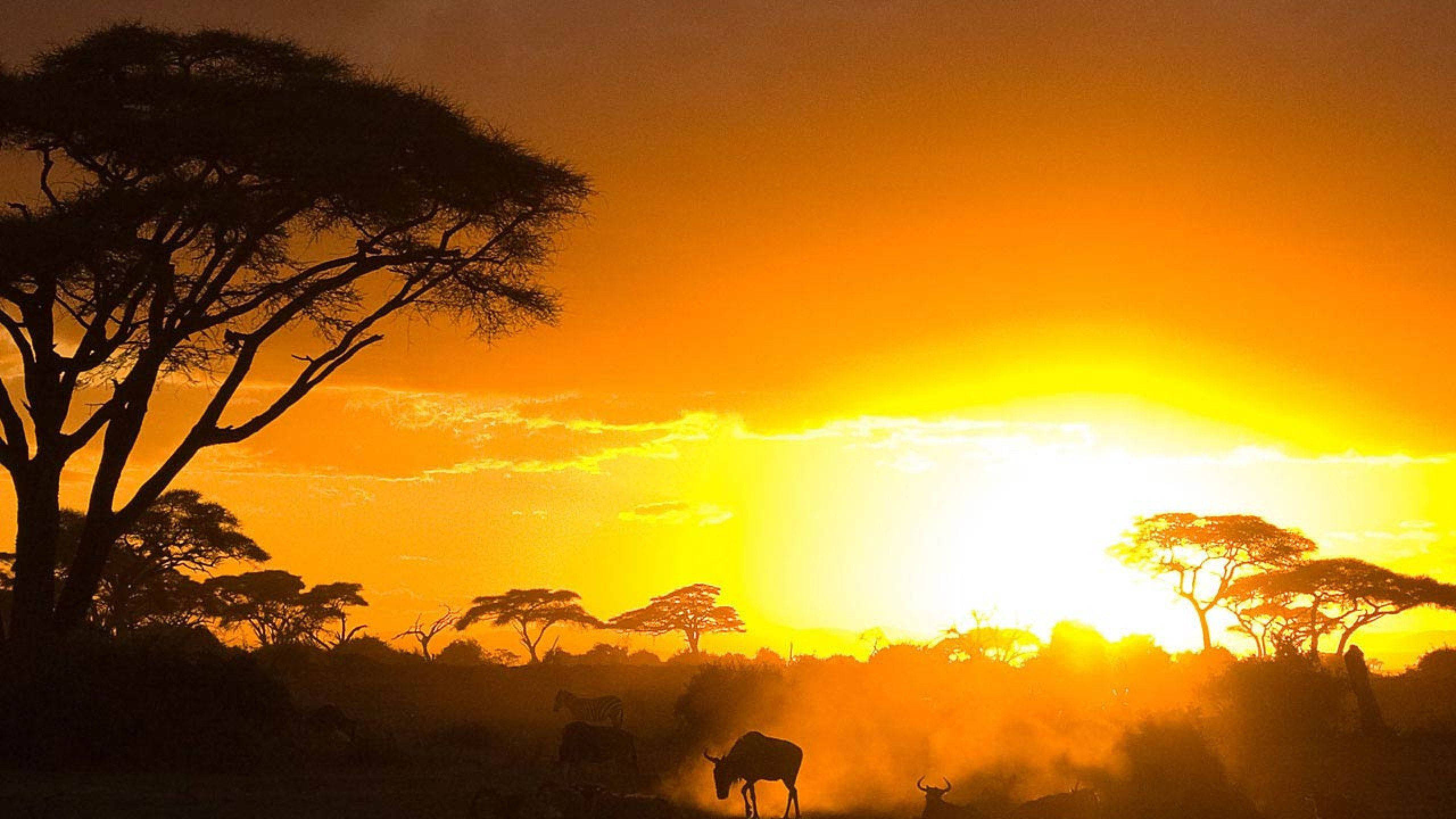 Kenya 桌布 壁紙 — 剪影般的金合歡樹和正在吃草的角馬沐浴在非洲大草原上熾熱的橙色夕陽中。