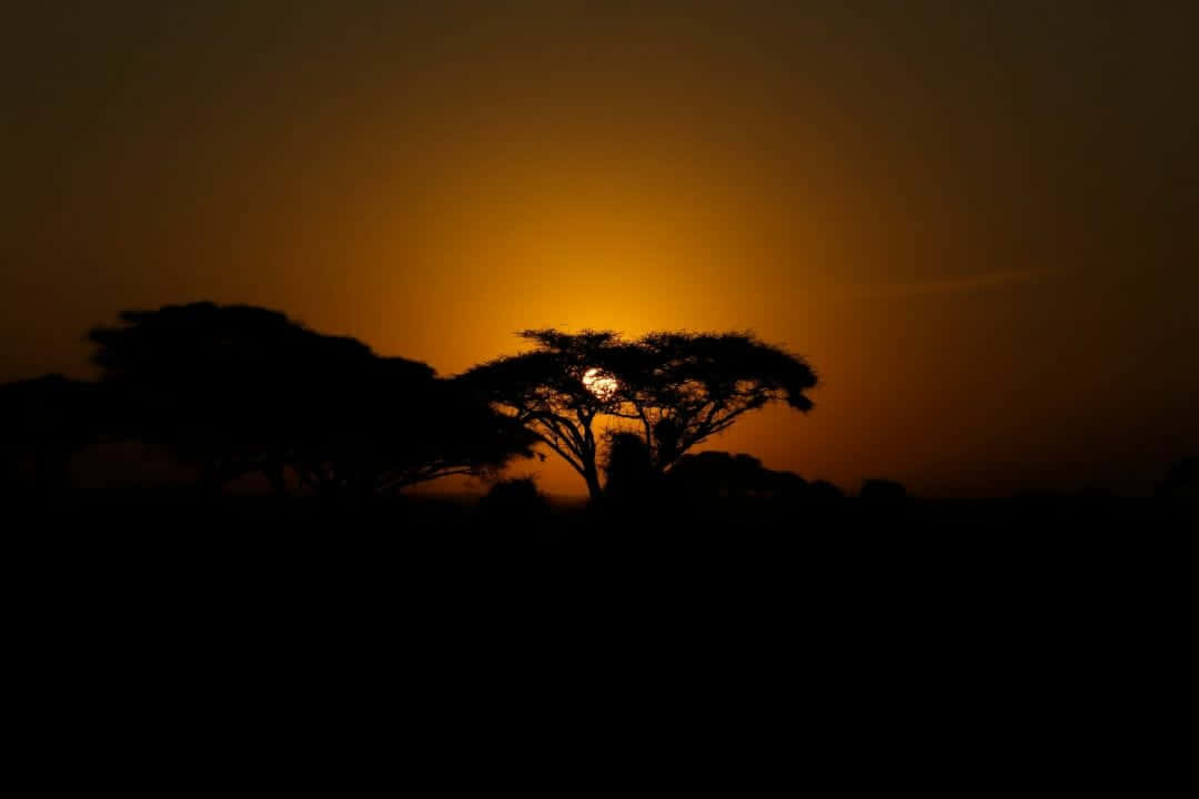 Africa HD 桌布 壁紙 — 剪影般的金合歡樹在熾熱的橙色夕陽天空下顯得格外突出。