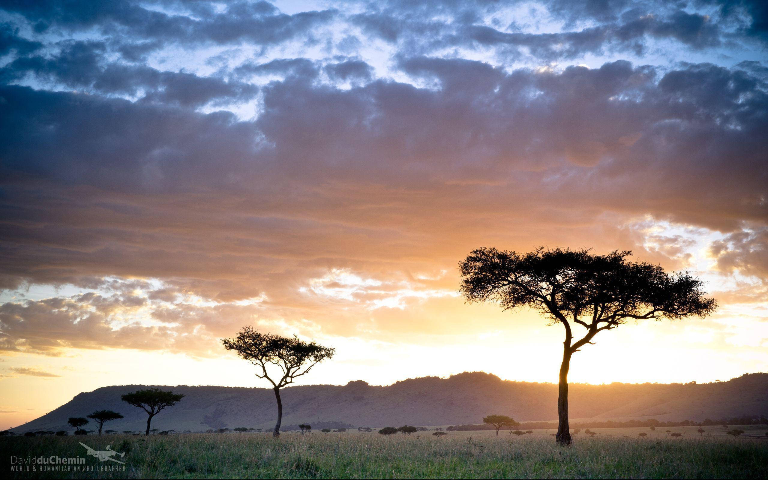 Kenya 桌布 壁紙 — 剪影般的金合歡樹聳立在戲劇性的日落天空下，紫色、橙色和藍色的雲彩覆蓋著長滿草的稀樹草原。