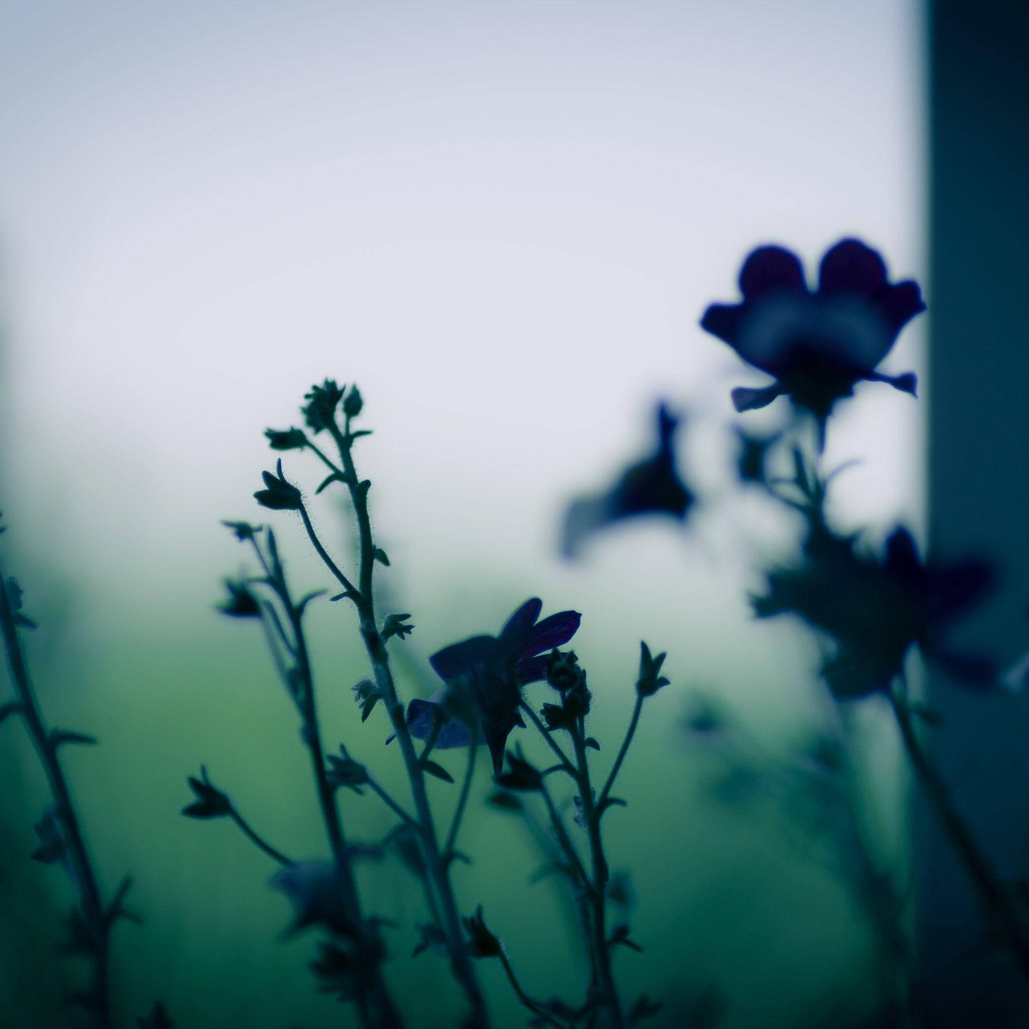 Pinterest 美學 桌布 壁紙 — 剪影花朵和莖幹在青綠色與淡藍色的柔和漸變背景下，呈現夢幻般的淺景深效果。