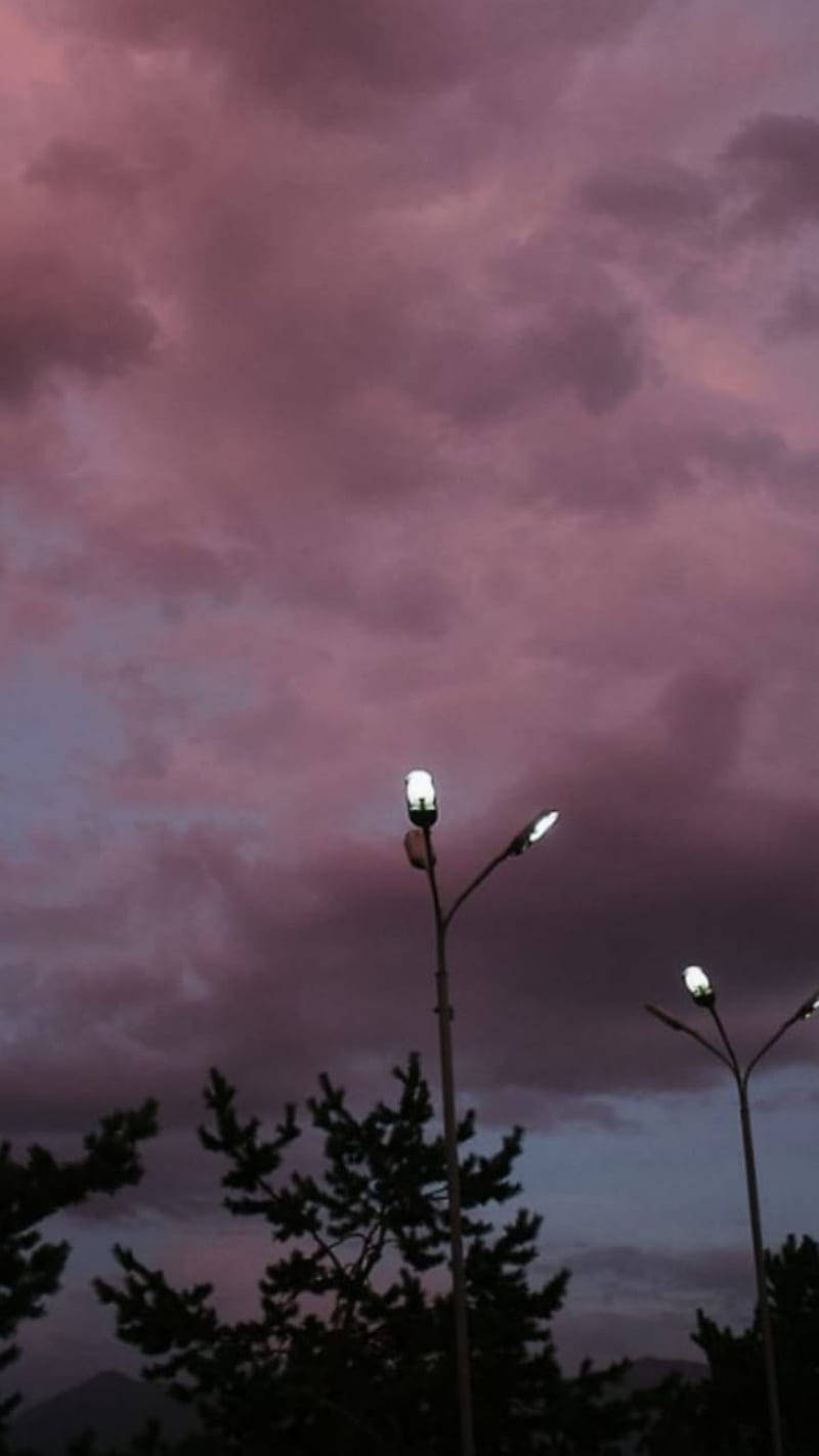 雲朵 桌布 壁紙 — 剪影路燈在松樹上方戲劇性的紫色暮色天空中發光。