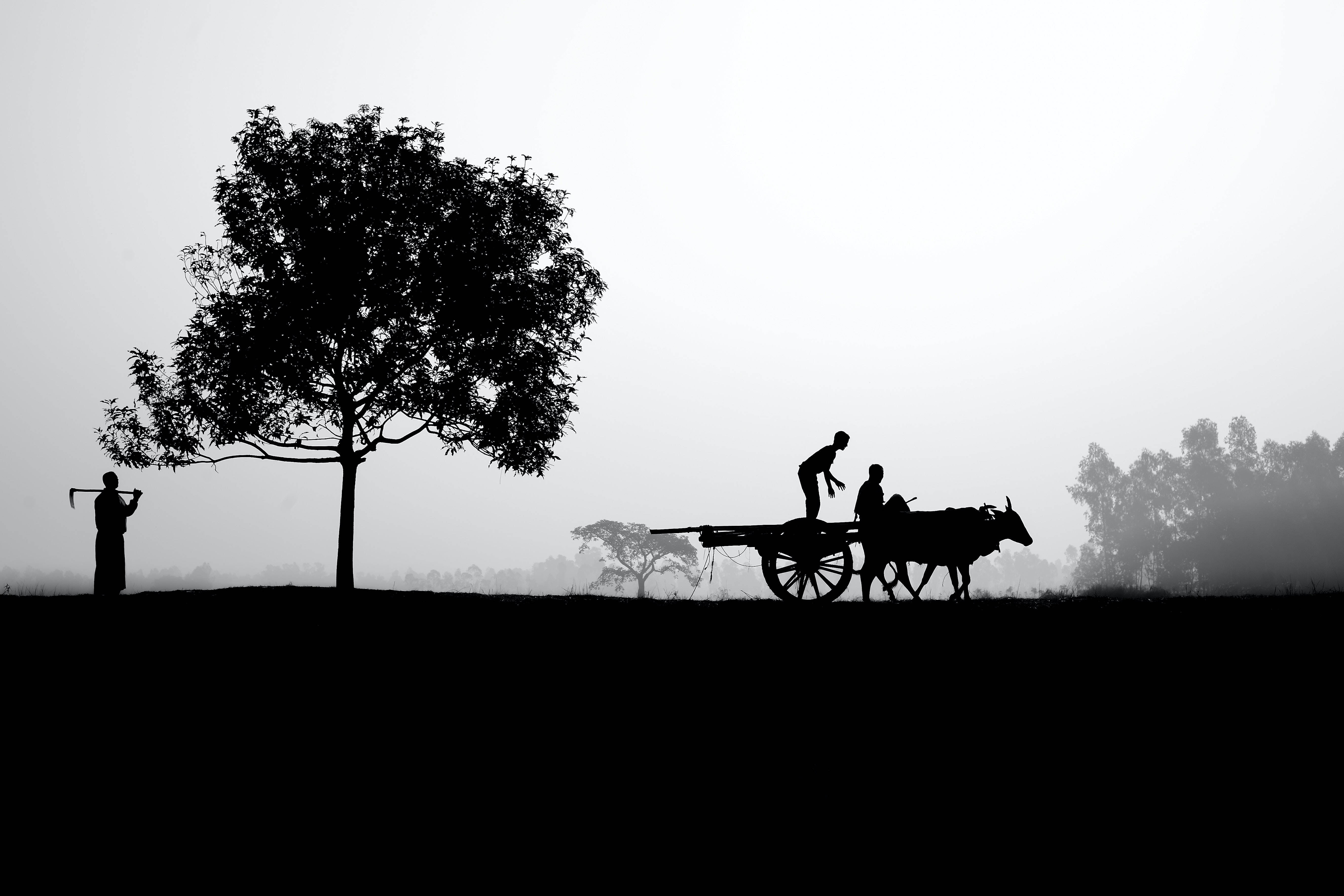 Silhouette 桌布 壁紙 — 剪影農民在霧氣瀰漫的田野中工作，伴隨著牛車和一棵孤樹，背景是朦朧的天空。