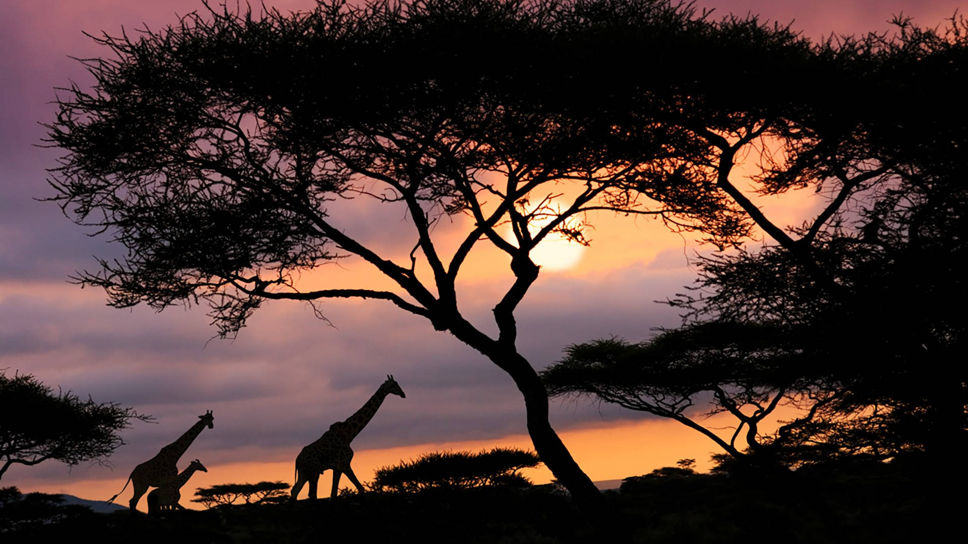 Tanzania 桌布 壁紙 — 剪影長頸鹿在合歡樹下漫步，夕陽以溫暖的橙色和紫色色調落下。